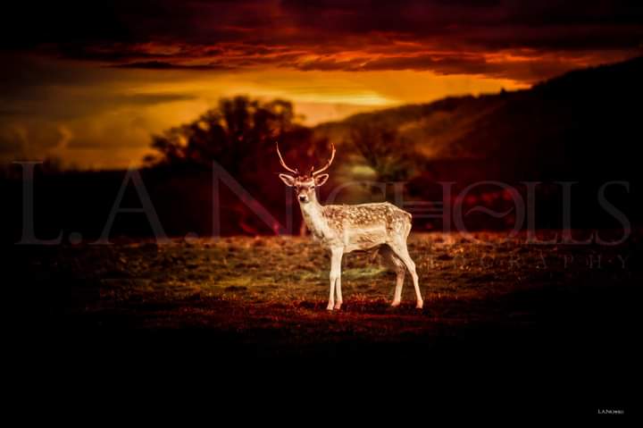 LANICHOLLSPHOTO's tweet photo. Great little shoot around Attingham Park yesterday 
#nature #NaturePhotography #BankHoliday #naturelovers #attingham #birdwatching #birdphotography #deer #wildlife #wildlifephotography https://t.co/U9P7mb3qol