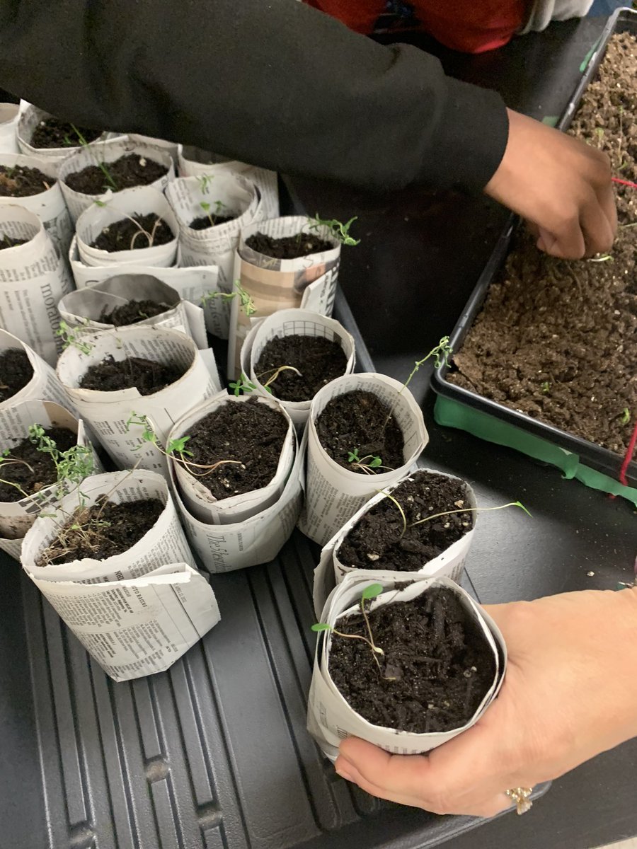 GrowGreenHearts's tweet photo. Student leaders at Westwood Middle are using math skills and 4-D thinking for #nativeplant garden design #cleanwaterMN 🌼🌱💦#enviroSTEM with #growinggreenhearts💚
in partnership with @AnokaCoLibrary, Coon Creek Watershed District & @SLP_Schools
🌎Thank you student leaders!🌏 https://t.co/303MeyEaV1