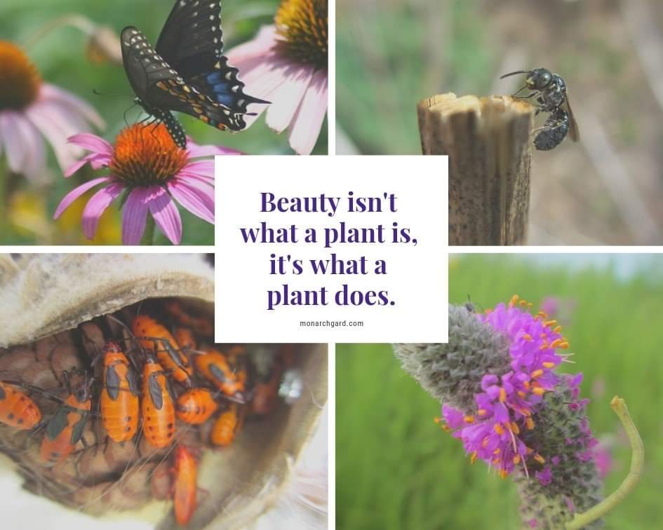 OperationEarth5's tweet photo. 💚🍃

#OperationEarth #OE5 #earth #plantidentification #planttwitter #plants #plantlover #KNOWLEDGE #KnowMore #Knowledgeispower #Food #foodshortage #learn #savetheplanet #savetheearth https://t.co/AAFhCp6cyk