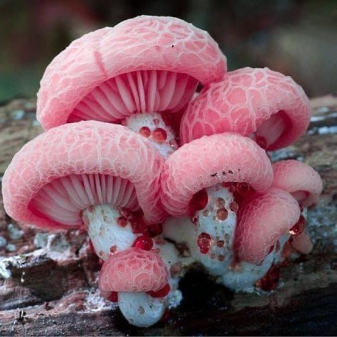 lavieestbelIe's tweet photo. Wrinkled peach mushrooms https://t.co/lj9fQQDChX