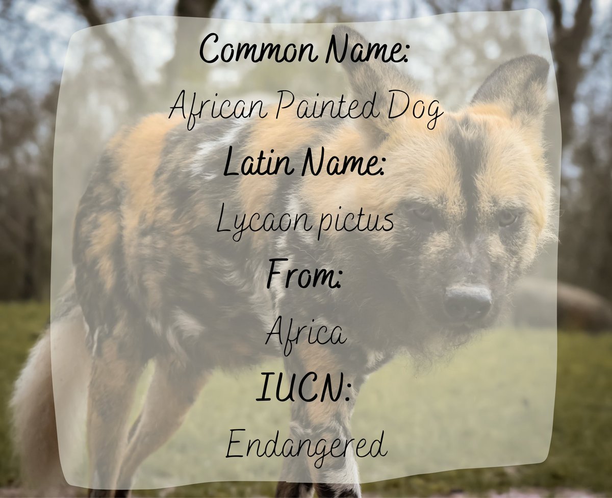 animalswithel's tweet photo. On the prowl! Still always amazes me that I was lucky enough to see these in the wild!

#painteddog #paintedwolf #wilddog #africanwilddog #africanpainteddog #painteddogs #africanwilddogs #africanwilddogsofinstagram https://t.co/Xk3wN1dZ16