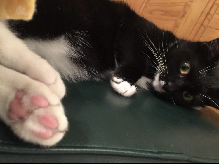 DapperGirlCat's tweet photo. Thank you to everyone who wished me a happy birthday! You made my day super special! 🥳😘🐾#CatsOnTwitter #CatsOfTwitter #partyhangover https://t.co/GN15Gj5XYN