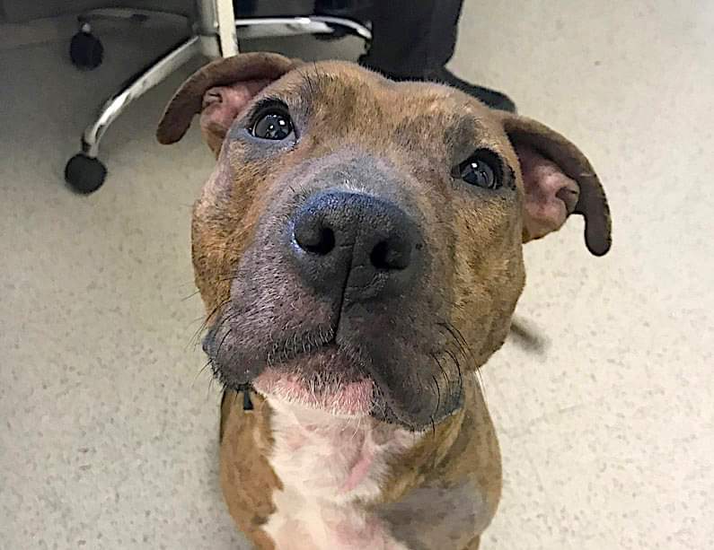 ginachron's tweet photo. #NYCACC
Past Deadline 4/19 
Can be killed anytime❗
CLIVE 1y #138632🆘
At 51lb, puppy Clive can be shy +overwhelmed at times, but soon social +sweet w new friends. Looking for kind N East adopter/ foster to de-stress at own pace + get his chance to shine. Kids13+ LINKS⬇️ #PLEDGE https://t.co/HRAdV6YFqs
