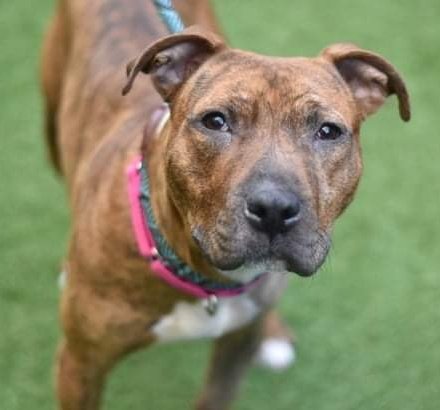 ginachron's tweet photo. #NYCACC
Past Deadline 4/19 
Can be killed anytime❗
CLIVE 1y #138632🆘
At 51lb, puppy Clive can be shy +overwhelmed at times, but soon social +sweet w new friends. Looking for kind N East adopter/ foster to de-stress at own pace + get his chance to shine. Kids13+ LINKS⬇️ #PLEDGE https://t.co/HRAdV6YFqs