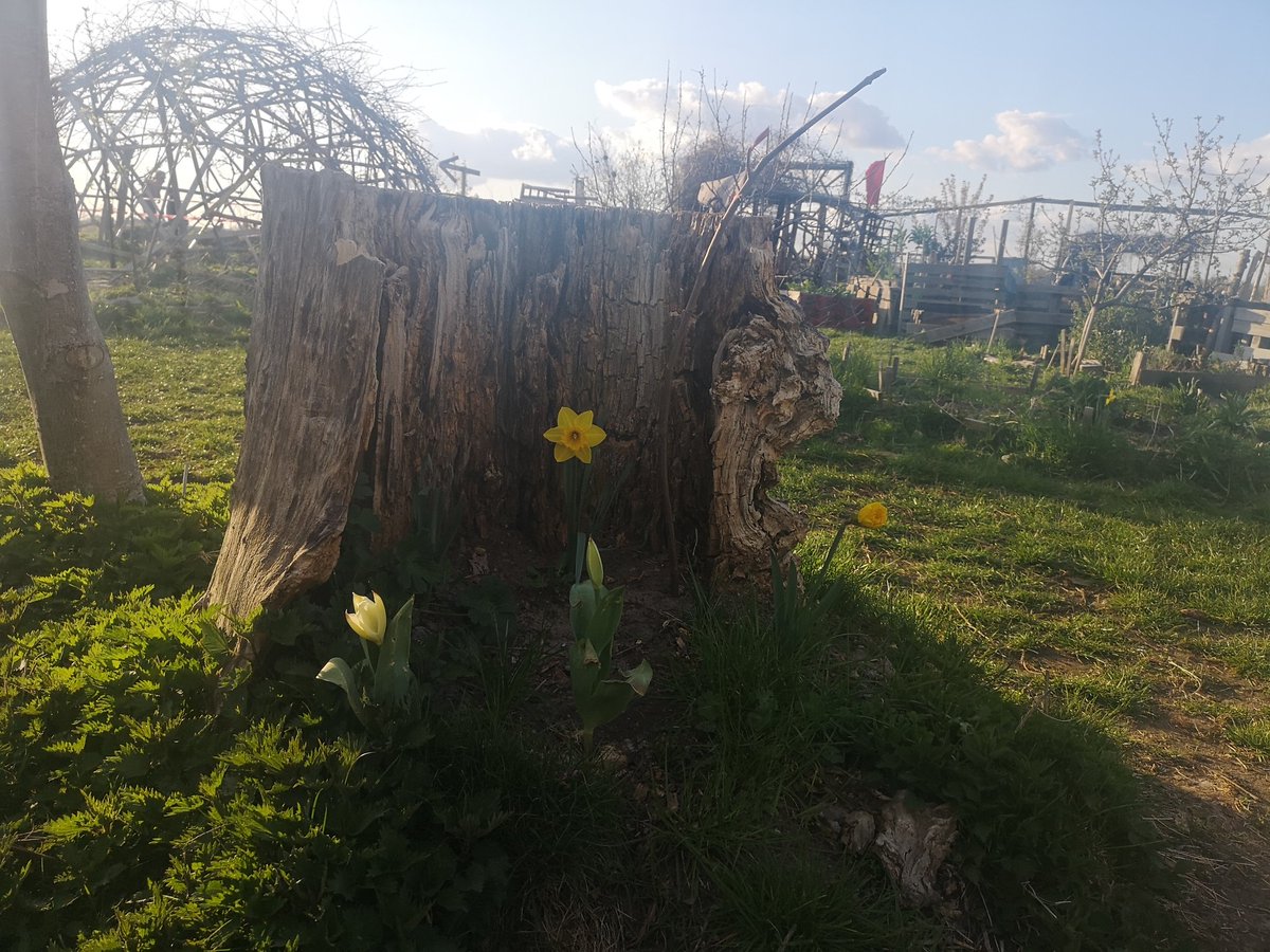 GregorEngels's tweet photo. Auch die Ruine #Baumstumpf feiert auf dem #TempelhoferFeld noch ihren Trumpf. #thfbleibt und auch für Baumstümpfe gilt: #randhalten https://t.co/NFsmExjih1