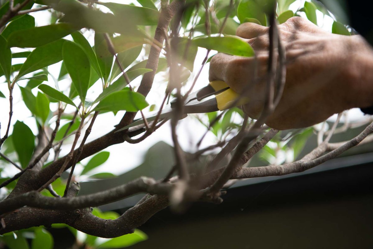 NiwakiHQ's tweet image. The slender blade on our Niwaki GR Pro Lightweight Secateurs gets into places hitherto the preserve of the daintiest Pro Snips. They have slightly less clout than standard #secateurs, but offer more precision when you're working in amongst lots of branches bit.ly/3ksmutp