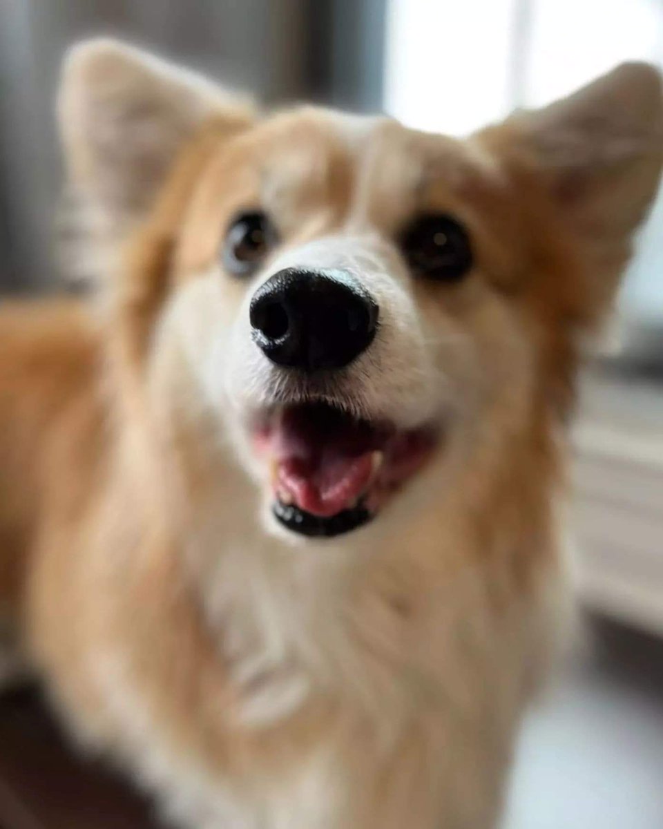 kimchithecorgi's tweet photo. Hey - it's Tuesday 😛🐶
Happy #ToT #tongueouttuesday👅
#corgi #barked #corgilover #instagramcorgis #corgioftheday #corgiworld #corgioftheday #barkpost #barked #dogsofinstagram #instacorgi #corgilove #fluffycorgi #dogs #toronto #torontodogs #canada #yyz #Kimchithecorgi https://t.co/30BwmvuSa0