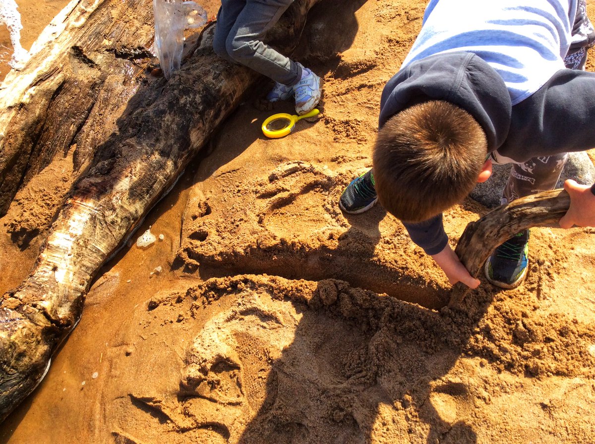 MrsDuffus's tweet photo. When is giant drift wood ever just giant drift wood? It was a boat, a look out post, a walk the plank challenge, a bug hotel… endless learning through play today. @school_seaton @MissJBackman https://t.co/MugGniiVli