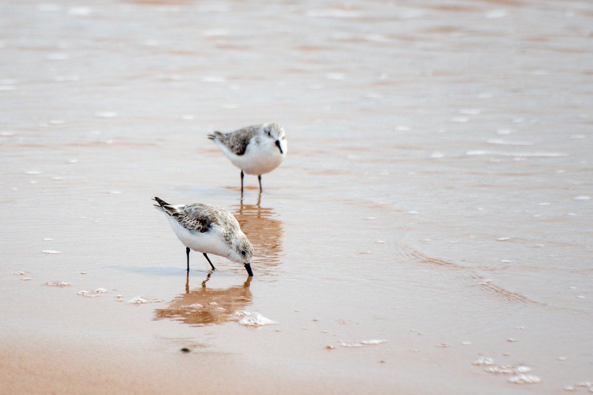 SourisWildlife's tweet photo. Sanderlings at Basin Head, courtesy of Hélène Blanchet. ☀️🌊💕
#NatureIsBeautiful #NaturePhotography #BasinHead #MarineProtectedArea #SourisAndArea #Spring2022 https://t.co/6wnVVPuUhk
