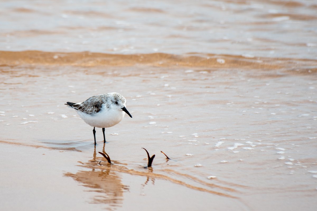 SourisWildlife's tweet photo. Sanderlings at Basin Head, courtesy of Hélène Blanchet. ☀️🌊💕
#NatureIsBeautiful #NaturePhotography #BasinHead #MarineProtectedArea #SourisAndArea #Spring2022 https://t.co/6wnVVPuUhk