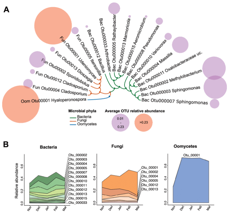 ASMicrobiology's tweet photo. Changes in the leaf microbiota can have far-reaching effects on plant productivity. This @mbiojournal study analyzes the temporal dynamics in the leaf microbiome of Arabidopsis thaliana—a small flowering plant. Explore the study's findings: https://t.co/hVP8cEol5a https://t.co/7hQD96KlK2