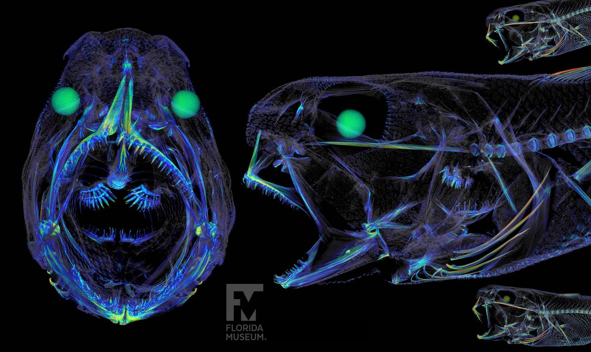 FloridaMuseum's tweet photo. Exploring Museum Collections 🐟 #Toothday Transformation
This whiptail specimen got a spooky glow up when it was CT scanned for #oVertTCN
Species: Trachonurus villosus
Specimen: # UF 135221
Check out this fish & more in our free exhibit:
Inner Beauty 🌈🐟
https://t.co/BnFCOLtkH7 https://t.co/2rIfptVIbO