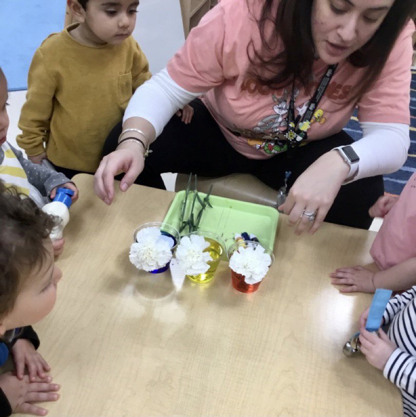 prenurserybisc's tweet image. Our campers have had so much fun during our Spring camp! Today we are learning what happens to white flowers when you add them to colored water! What colors will they turn?! #bisclp #bisclincolnpark #nordangliaeducation @BISCLincolnPark @Simonamsharp