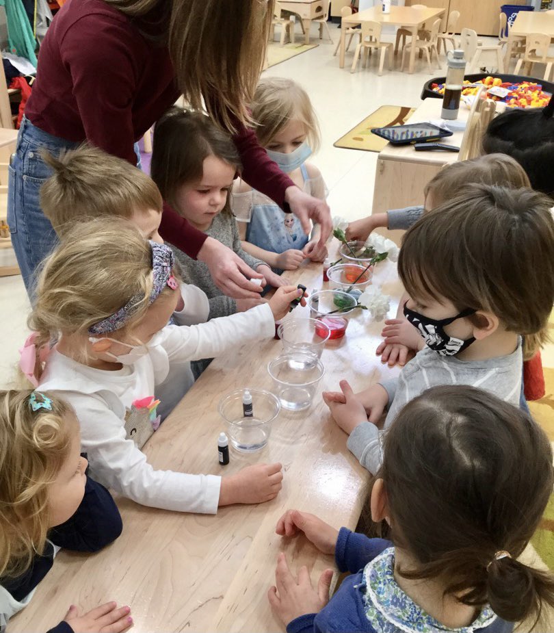 prenurserybisc's tweet image. Our campers have had so much fun during our Spring camp! Today we are learning what happens to white flowers when you add them to colored water! What colors will they turn?! #bisclp #bisclincolnpark #nordangliaeducation @BISCLincolnPark @Simonamsharp