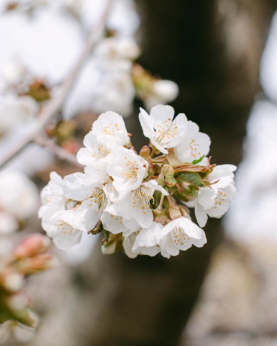 A sign that Washington cherry season is just around the corner… 😏😍🌸 

Who else is excited?! 🍒

#TheFarmComesFirst #cherryblossoms #spring #bloom
