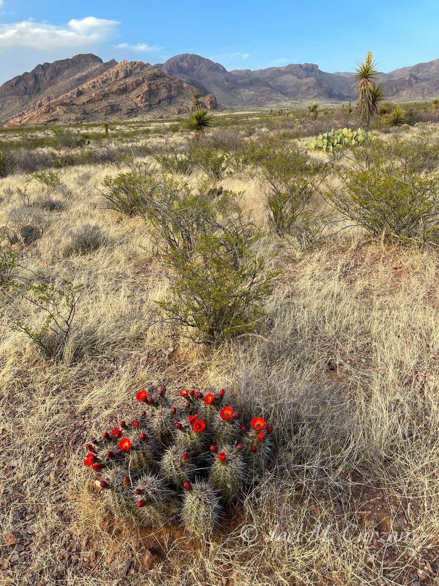 Chihuahuan Desert landscape, yesterday. Deserts are beautiful until people mess them up.