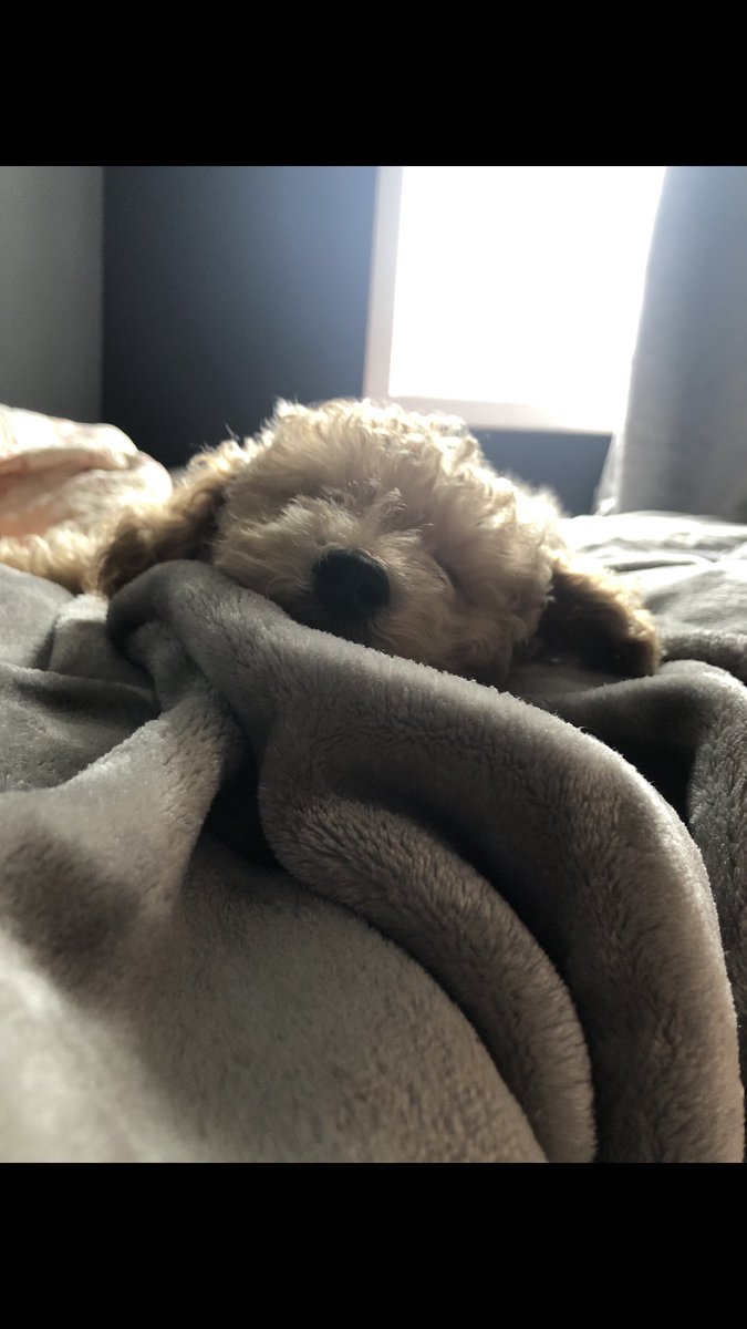 #DogsofTwittter #puppylove