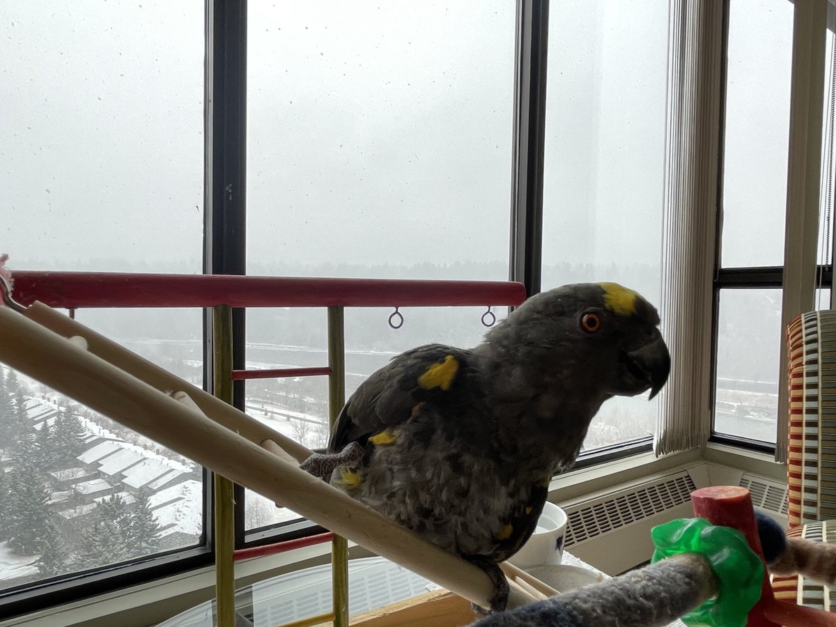 SLB_211's tweet photo. Oscar is shocked that I’m taking pictures for next Christmas ❄️😆 but when you have lemons you make lemonade. #MeyersParrot #CalgarySnow https://t.co/EgPf7kAFxQ