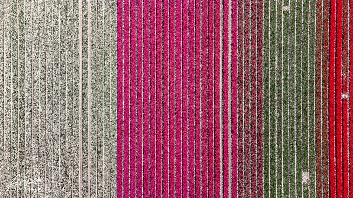 Ariscaa's tweet photo. Let me put some colors on your screen 😏💐 #tulpen #drone #holland #tullips #tulpmania https://t.co/oDSb3qtu0v