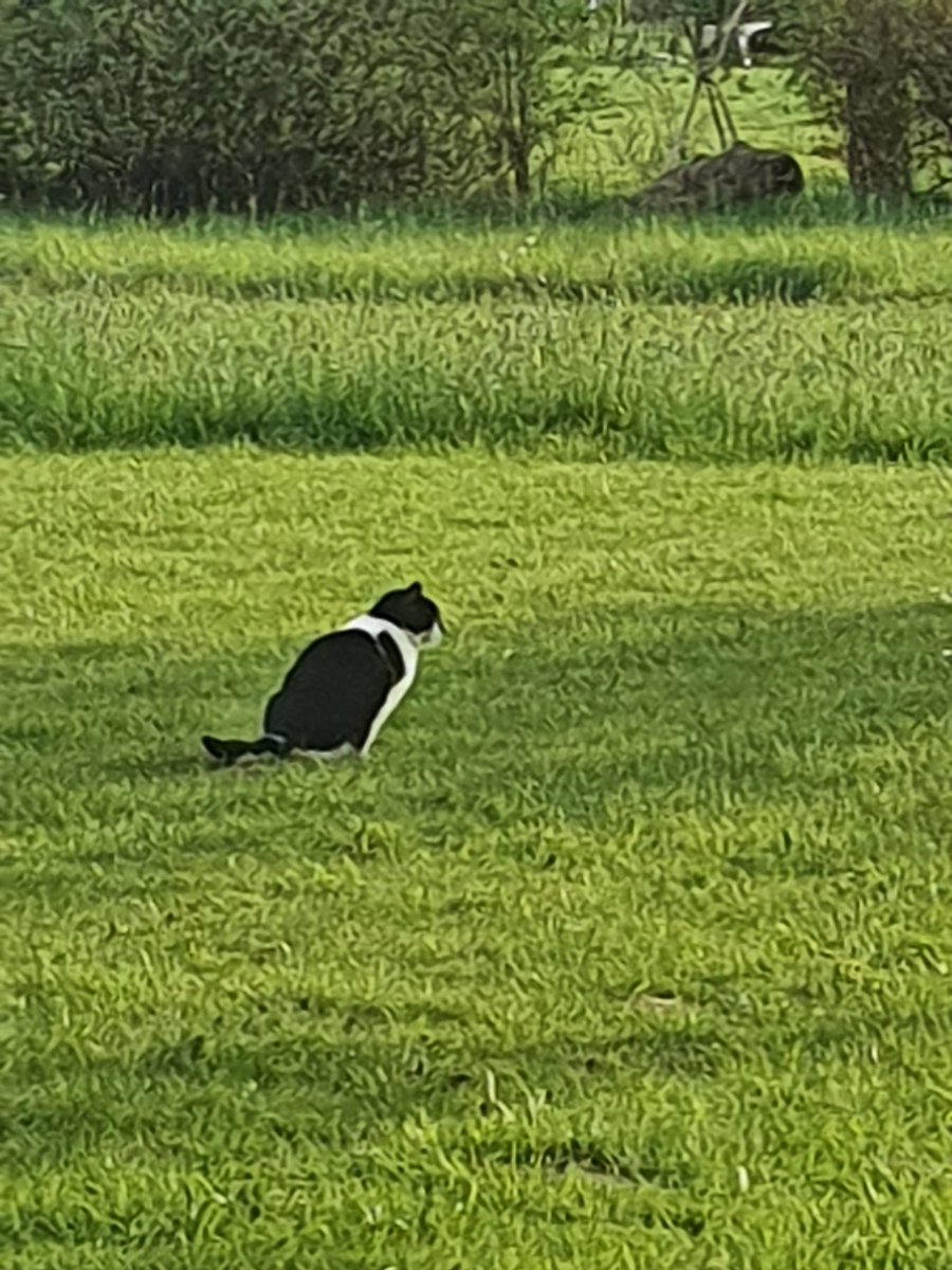 vswiggyb's tweet photo. Onze adoptiekat doet haar behoefte in 't putteke van het droogrek. Moet ik nu met 't beest naar een kattenfluisteraar of zo? Dat is toch niet echt normaal kattengedrag? Of wel? https://t.co/R1aYcS0pc7