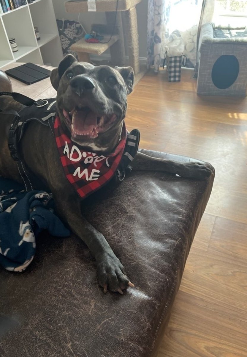 Syl_Chris's tweet photo. Cat, dog, and child friendly!
Rosa is looking for her forever home.  ❤️ she's sweet as can be and would love a quiet home to spend her days. She's 4, loves her crate, walks nicely on a leash, and loves to cuddle.  Available with Maggie's Mission in Akron,  OH.
Pls share. https://t.co/nxP8lWrNFC