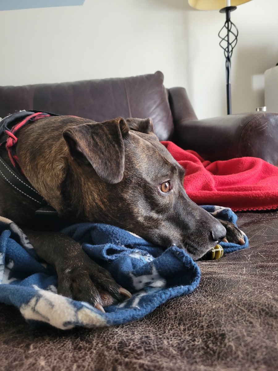 Syl_Chris's tweet photo. Cat, dog, and child friendly!
Rosa is looking for her forever home.  ❤️ she's sweet as can be and would love a quiet home to spend her days. She's 4, loves her crate, walks nicely on a leash, and loves to cuddle.  Available with Maggie's Mission in Akron,  OH.
Pls share. https://t.co/nxP8lWrNFC