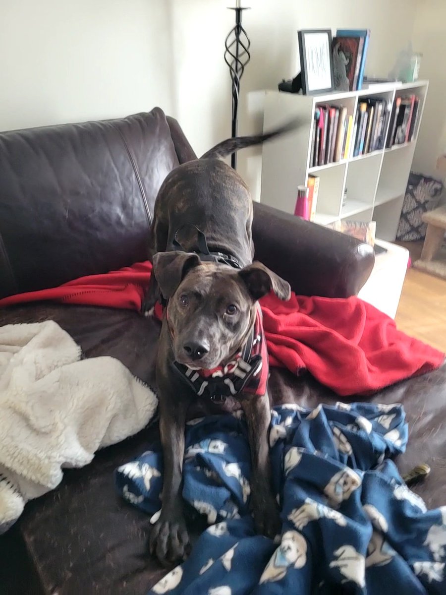Syl_Chris's tweet photo. Cat, dog, and child friendly!
Rosa is looking for her forever home.  ❤️ she's sweet as can be and would love a quiet home to spend her days. She's 4, loves her crate, walks nicely on a leash, and loves to cuddle.  Available with Maggie's Mission in Akron,  OH.
Pls share. https://t.co/nxP8lWrNFC