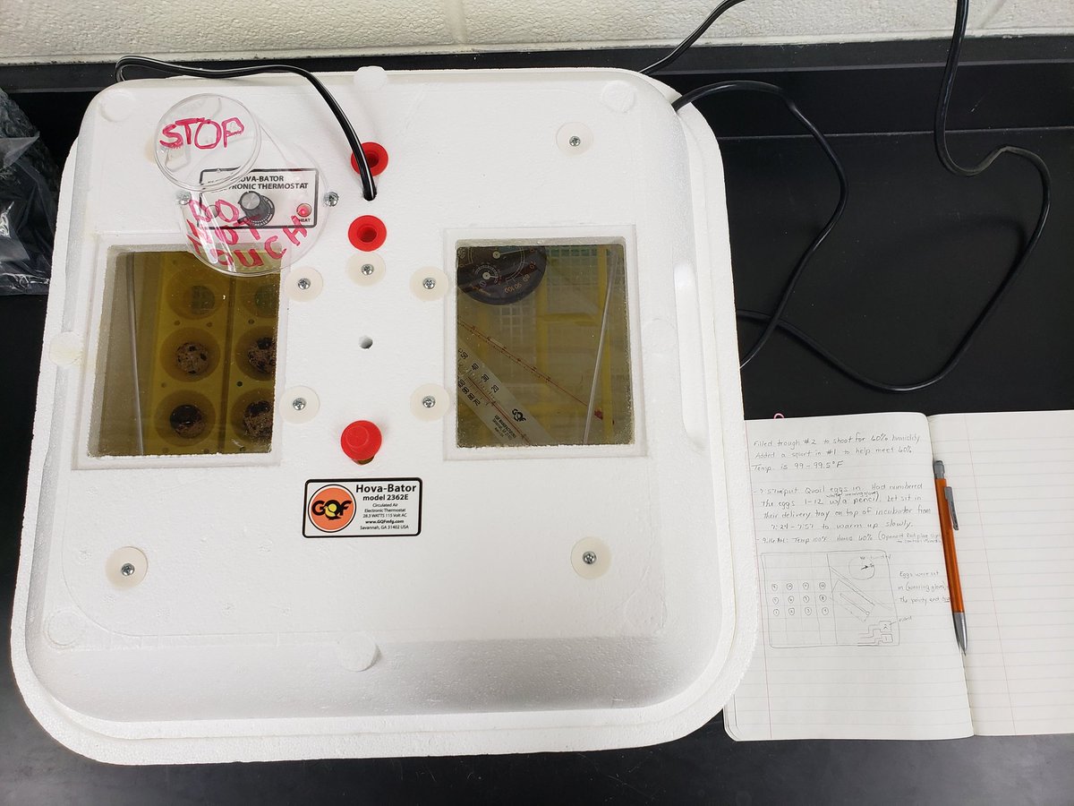 BioExplorations's tweet image. Incubating Quail eggs day 1! #BioExplorations #Environmental #PHSCC #PCHS @BioExplorations @Activities_PHS @phsccwildcats @d202schools @PSD202CAPE @Dist202_Supt @pchs_ptso
