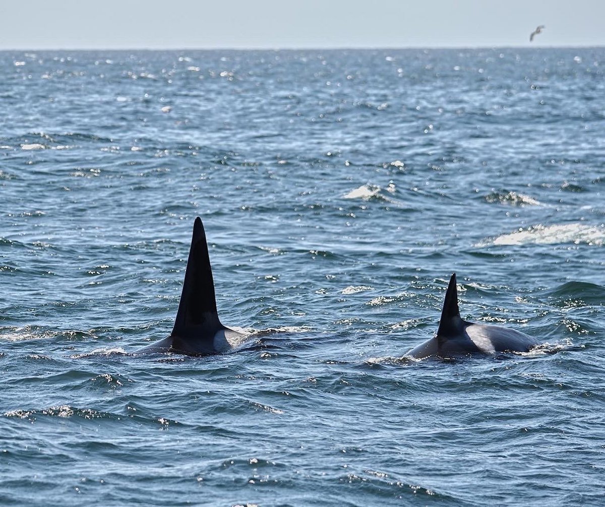 nicolewilsonn97's tweet photo. Orcas in the Monterey Bay- great weekend whale watching in the National Marine Sanctuary #orcas #MBNMS 💙 https://t.co/Gb6OM5B92z