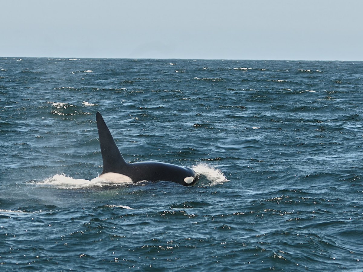 nicolewilsonn97's tweet photo. Orcas in the Monterey Bay- great weekend whale watching in the National Marine Sanctuary #orcas #MBNMS 💙 https://t.co/Gb6OM5B92z