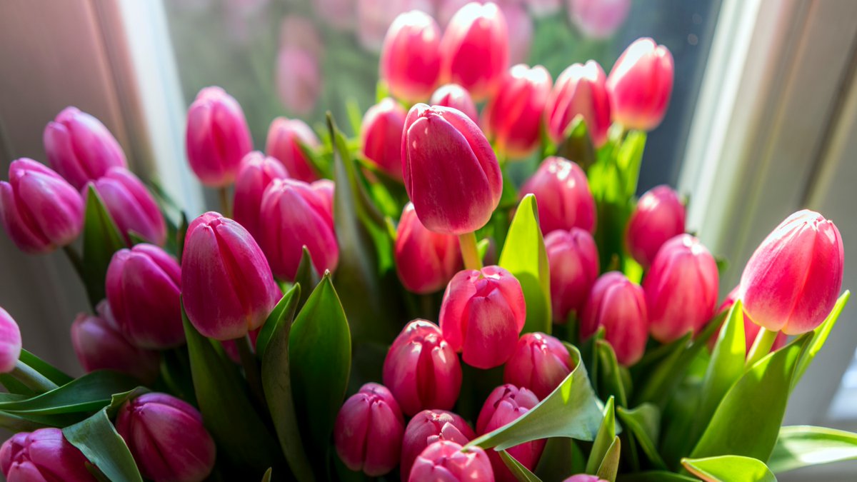 boston_window's tweet photo. “April showers bring May flowers” is a saying that many of us know. With all the rain the month of April has brought, make sure to keep your windows clean and clear. 
#windowcleaning #Spring #Cleanwindows #springcleaning #fallprotection

Schedule Now https://t.co/26ltpO0FdI https://t.co/CA9D2k8Jn1