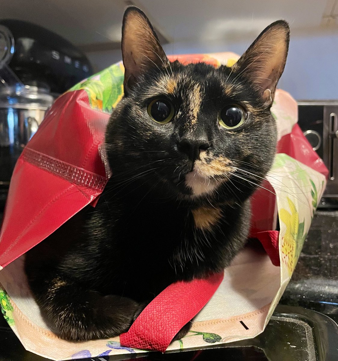 Kitty Nut House tweet media