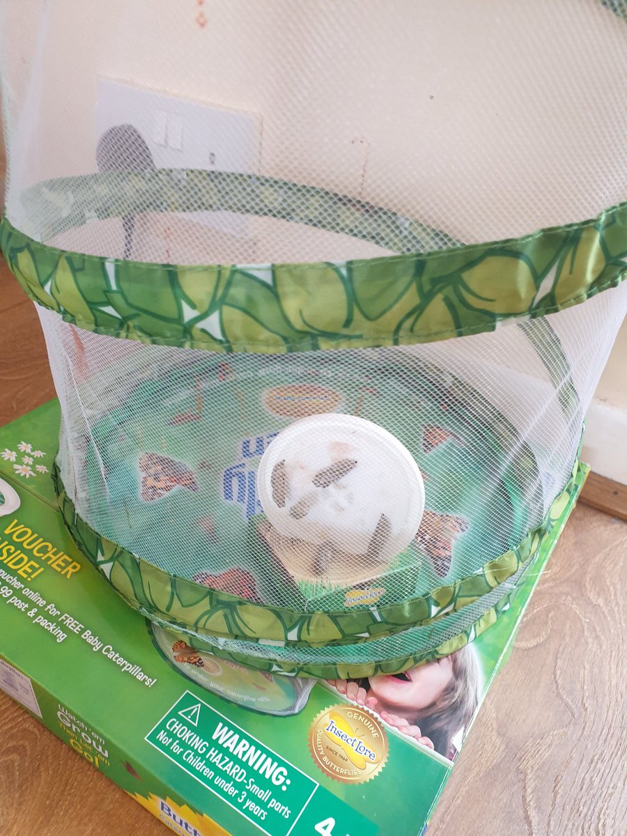 gembo236's tweet photo. Day #19 of Caterpillar Care at HW's house. Our our little friends are now back at school, settling in waiting to transform & emerge as beautiful butterflies for all the class to see & experience. Looking forward to the updates to come. @IntakeSchool #Y2T ๐๐ฆ๐๐ฆ๐ https://t.co/i5sN3bJAXl