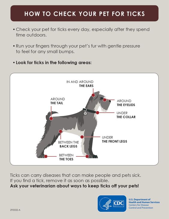 HealthCare_Pets's tweet photo. Do you know where to check for #ticks on your pet? Consider these #tips below.
For vet-approved info on ticks and #Lyme disease: https://t.co/udYMSCIJQz
.
.
.
#LymeDisease #TickPrevention #TickRemoval #LymePrevention #LymeDiseasePrevention #TickCheck #DogLyme #DogTick #DogTicks https://t.co/yXs35zIWqo