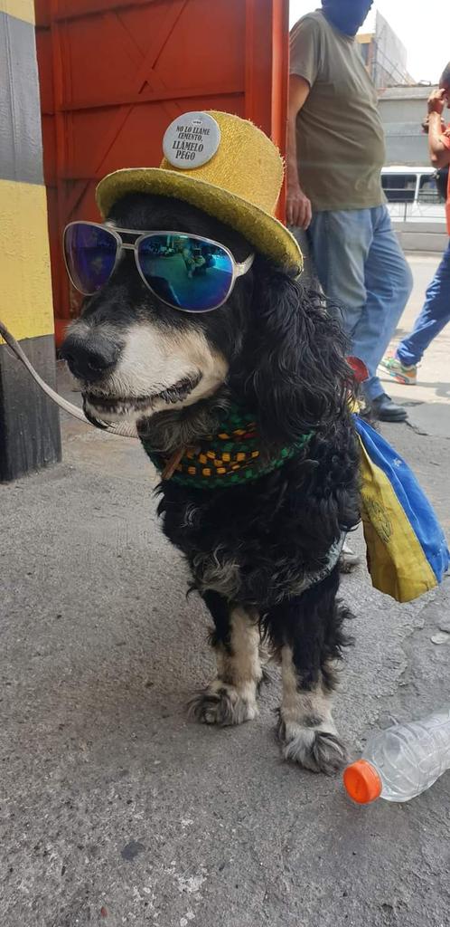 Neo es un lindo mestizo de 8 años que le encanta salir a pasear con su papá humano,su botellita en la boca,sombrerito y lentes de sol,le encanta que lo piropeen por su pinta y a su dueño también,quisimos dedicarle este tweet a este perrito particular y sobre todo muy felíz 😍