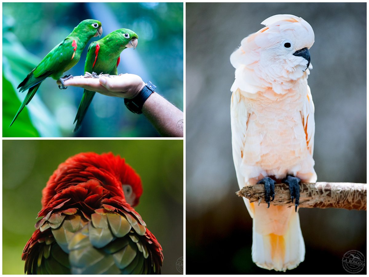 La Romana Port tweet media