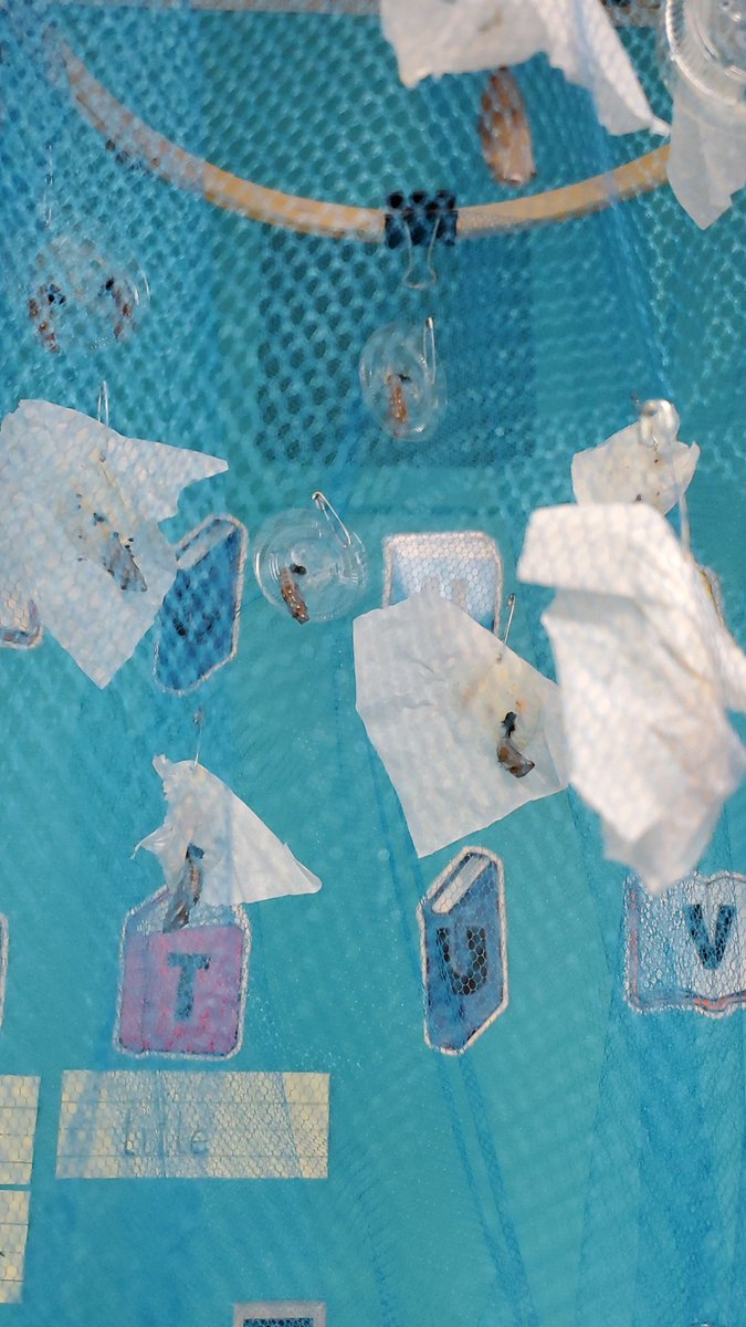 jemosslibrary's tweet image. And soon we&apos;ll have 🦋! @JEMossES @MNPSLibraries #mnpslibhack