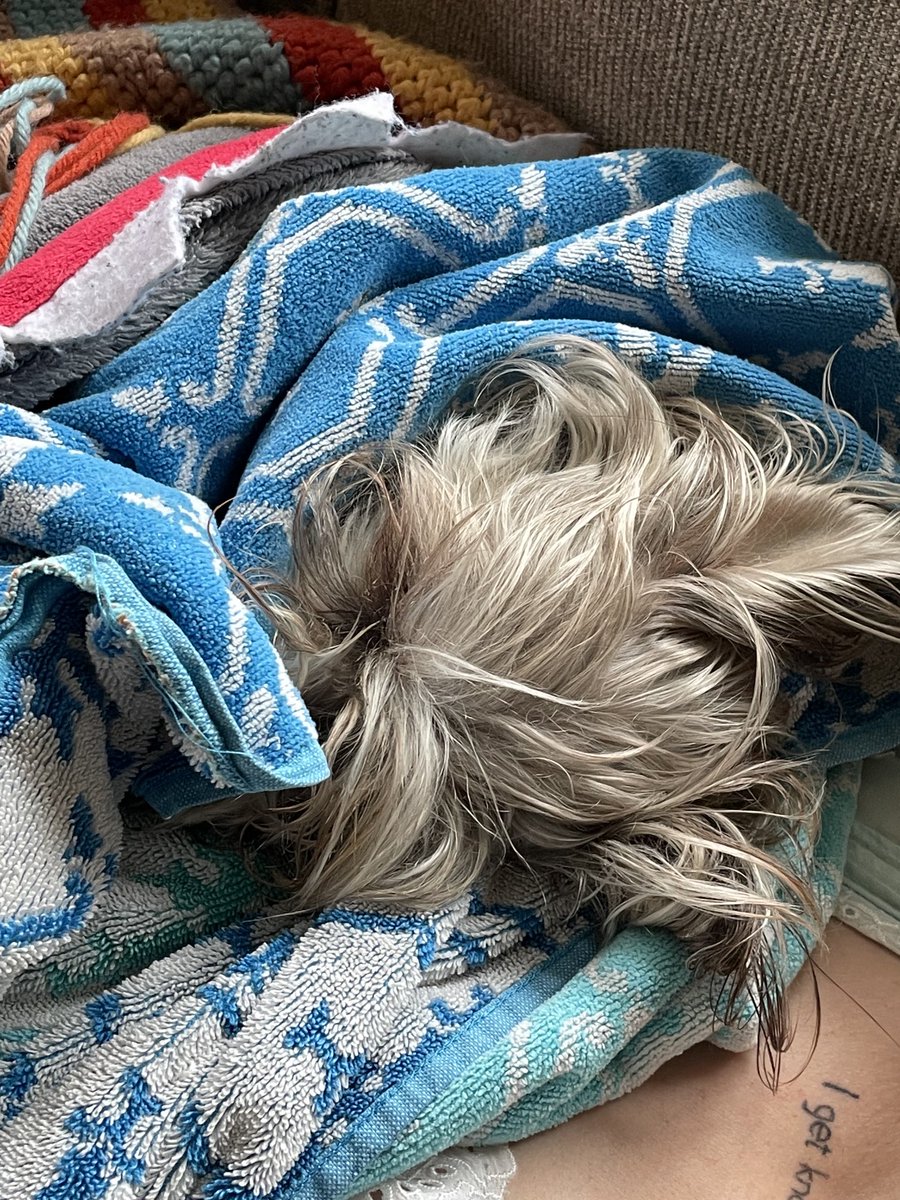 SylviaTillydog's tweet photo. Cold, wet patrol. Guarding my family from inside this towel now. #TinyGuardDog #MaineSpring #DogsofTwitter https://t.co/Byq75MayTe