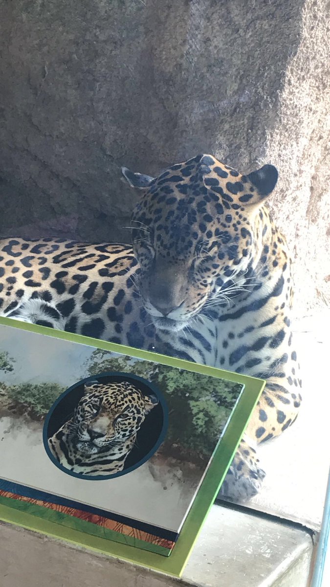 MrsZweifel5th's tweet photo. Canβt beat the zoo on a gorgeous day with @MrsStewart5th @Cheryl__Brewer π¦π¦©π¦¦π #FieldTripsAreBack!!! @HumbleISD_FE https://t.co/we2dzxnWTb