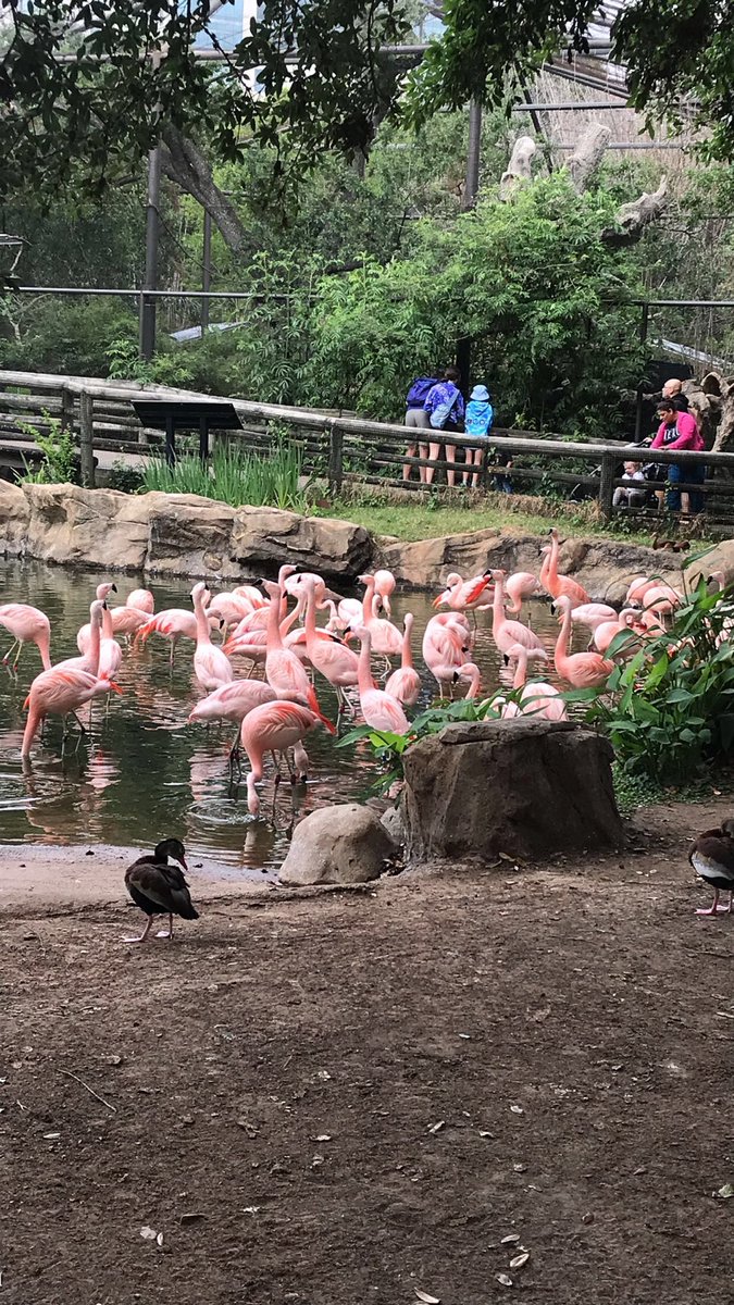 MrsZweifel5th's tweet photo. Canβt beat the zoo on a gorgeous day with @MrsStewart5th @Cheryl__Brewer π¦π¦©π¦¦π #FieldTripsAreBack!!! @HumbleISD_FE https://t.co/we2dzxnWTb