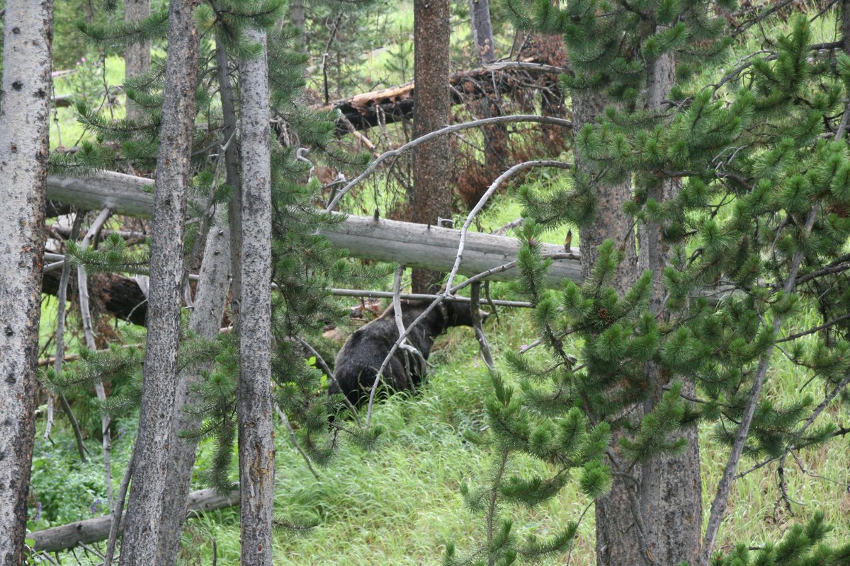 Apologies for being away for so long. It's been an emotionally tough few weeks &amp; PhD work has been busy busy...but I'm back with a new (difficult?) #KnockKnockWhosBear!

Take a look at this photo from my BIL Jeremy, &amp; let me know what spp it is/why! Clue in 1hr, reveal in 3hr.