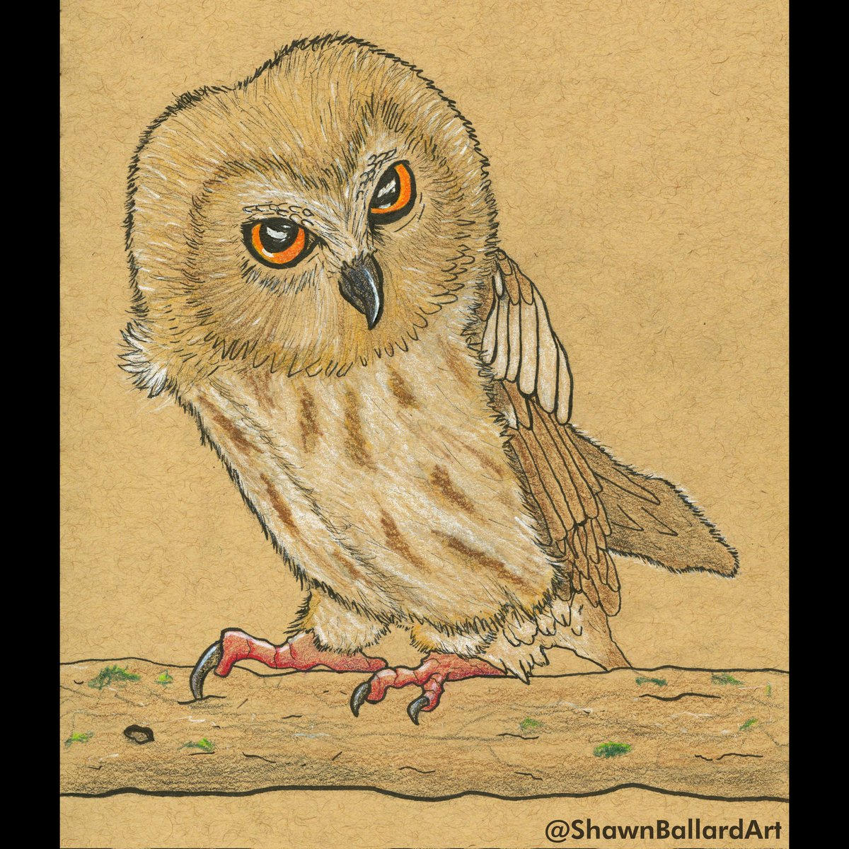 ShawnBallardArt's tweet photo. Curious Little Elf Owl
For Sale $75 - free US shipping
A portion of profits go to Conservation
Ink and Watercolor
on Toned Tan Paper 8.5"x5.5"
#micrathenewhitneyi #elfowl #tinyowl #owlart #owlsketch #owldrawing #babyowl #birdart #birddrawing #birdsketch https://t.co/bVsuEQOQMB