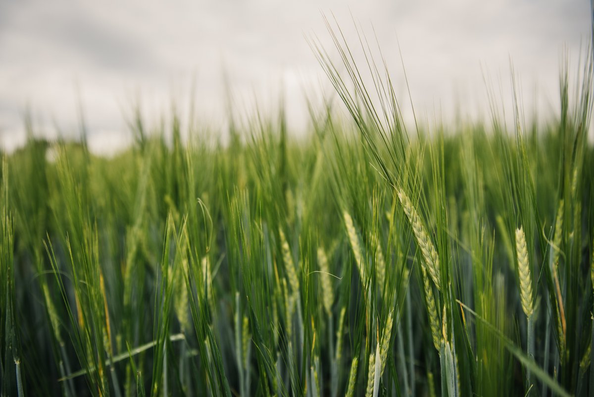 How does Regenerative Agriculture show up in growing barley? 

Barley is one of the best crops for putting organic materials back into the soil. By growing barley as part of a farmers rotation, they are able to build up soil health and have a cover crop that yields a profit.