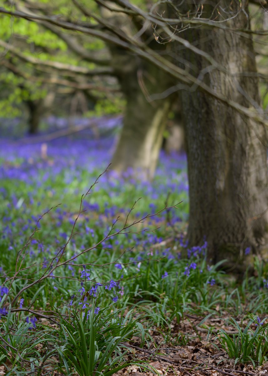 Igor_Bystander's tweet photo. Great weather on bank holidays and lots of walk and photo @CityCorpHeath 

Fancy a print? Drop me a message!

Really appriciate your likes and retweets.

#HampsteadHeath #photo #Naturephography #London https://t.co/Xyhp8n741b