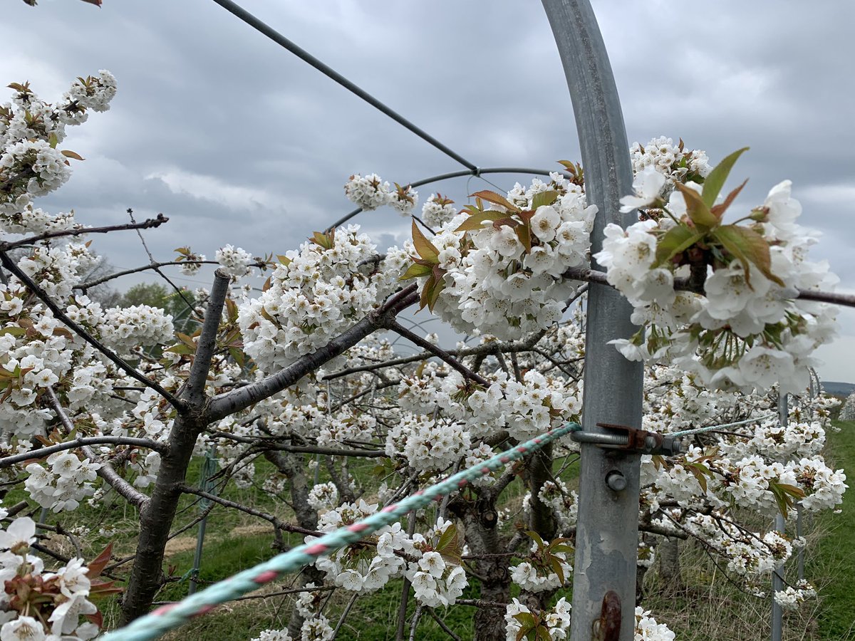 Godshill Orchards tweet media