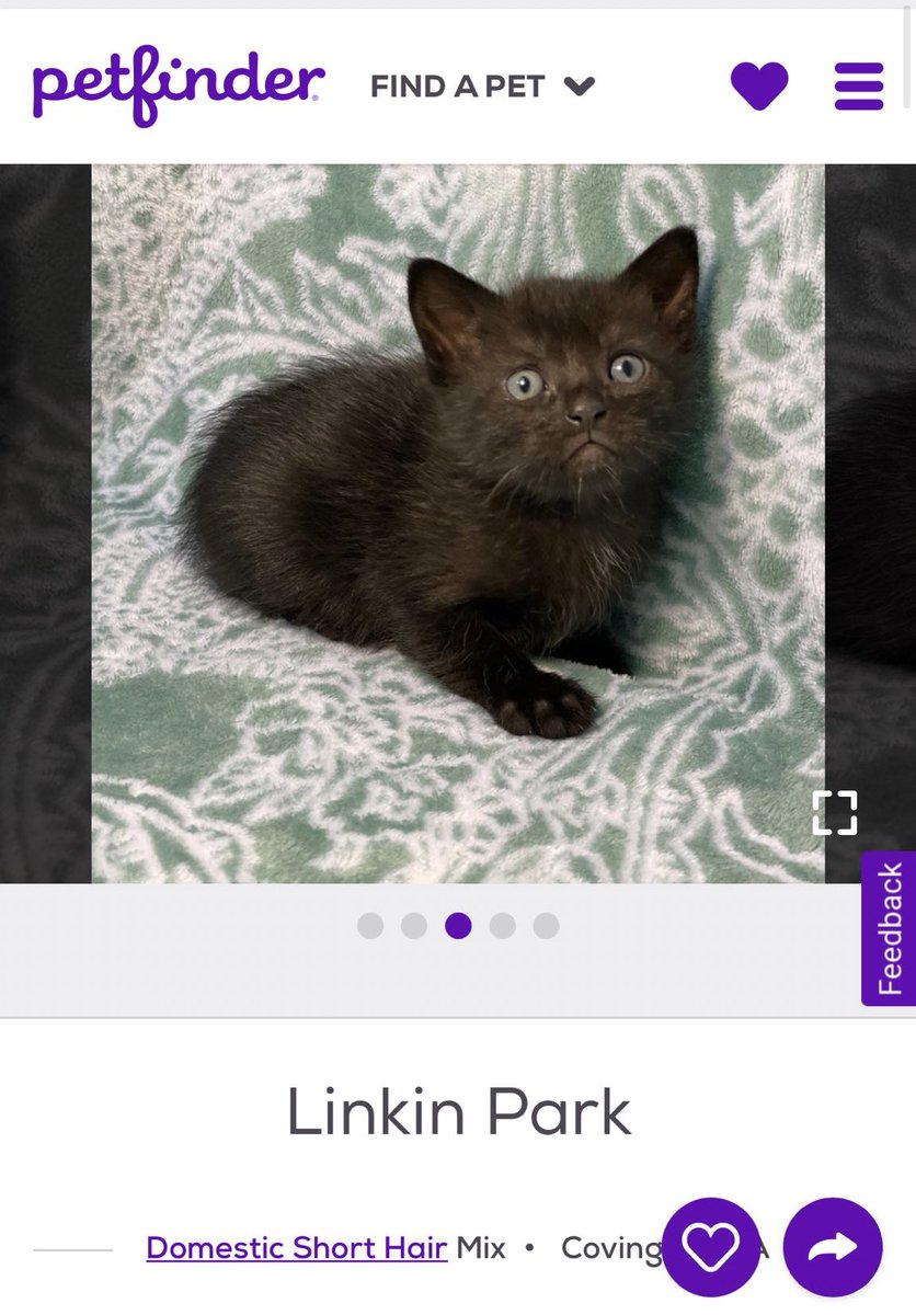 petfinder names tweet media