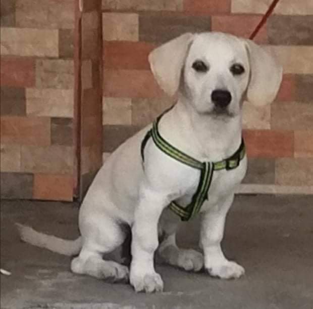 AlertaMePerdi's tweet photo. #PERDIDA #GUAYAQUIL
Nombre: #EGDA
Fecha: 16/04/22
Sector: Sur, Mercado Gran Colombia.
Sexo: Hembra.
Raza: Mestiza.
Obsv.: Color blanco, con una pechera morada.
Contacto: 0994526874
¡Ayúdala a volver con su familia!
#AlertaMePerdí https://t.co/9BsmNCEMLm
