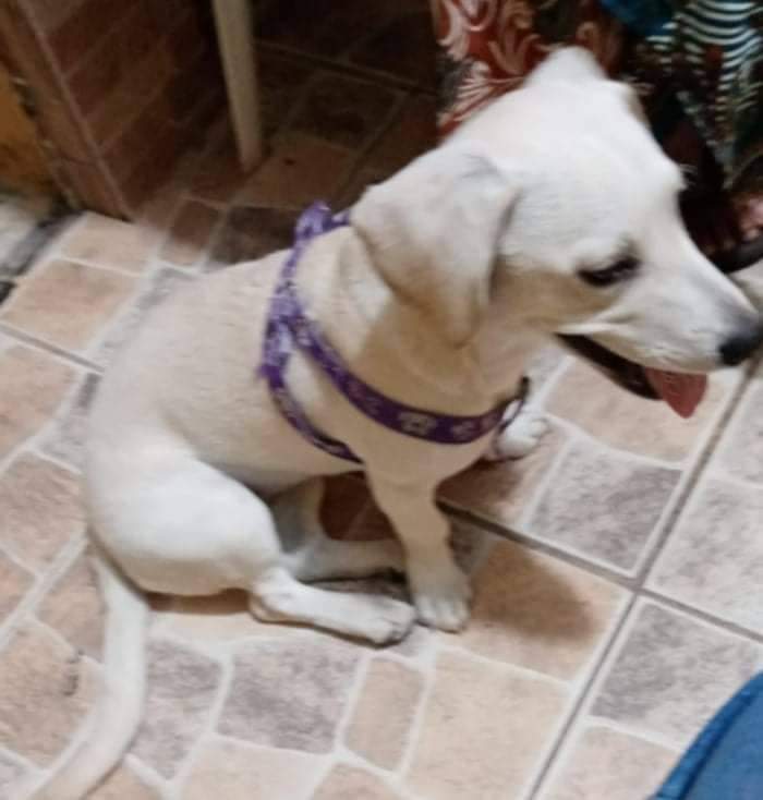 AlertaMePerdi's tweet photo. #PERDIDA #GUAYAQUIL
Nombre: #EGDA
Fecha: 16/04/22
Sector: Sur, Mercado Gran Colombia.
Sexo: Hembra.
Raza: Mestiza.
Obsv.: Color blanco, con una pechera morada.
Contacto: 0994526874
¡Ayúdala a volver con su familia!
#AlertaMePerdí https://t.co/9BsmNCEMLm