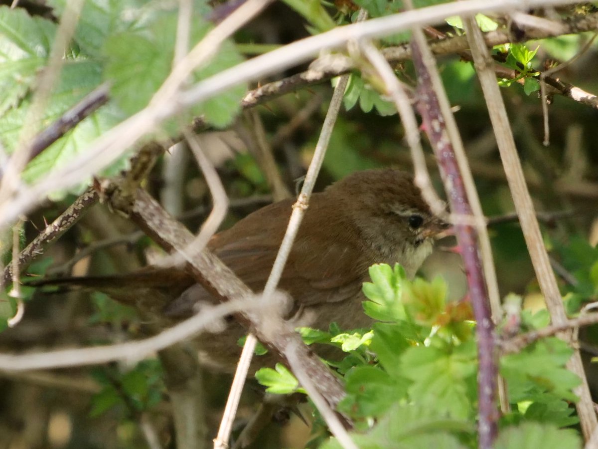ajorienteering's tweet image. Cetti's Warbler @NorthCaveWet heard and spotted off North Path this afternoon.