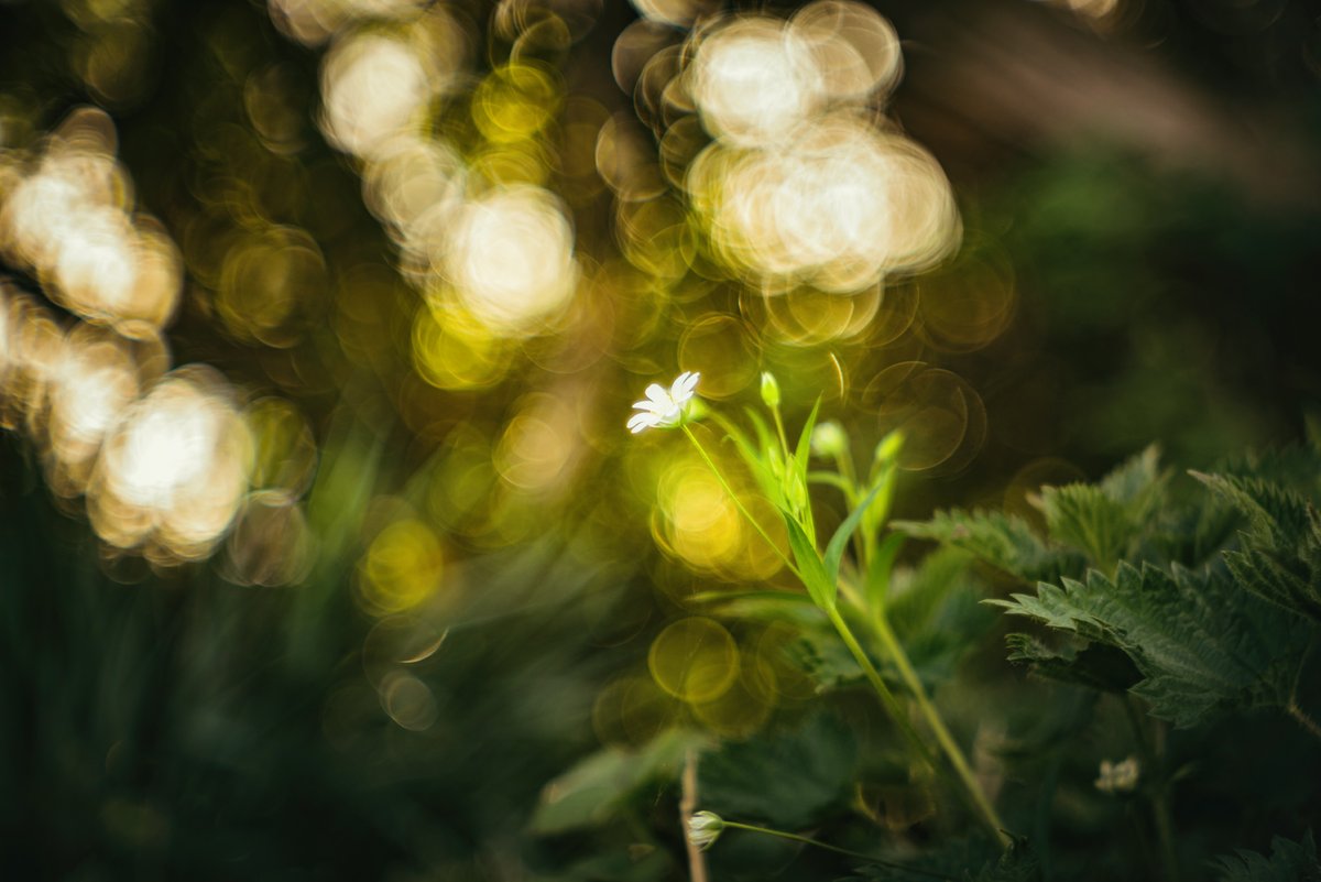 GlavindStrachan's tweet image. #chickweed #projectorlens #aldisprojector #experimental #bokehlicious #bokeh